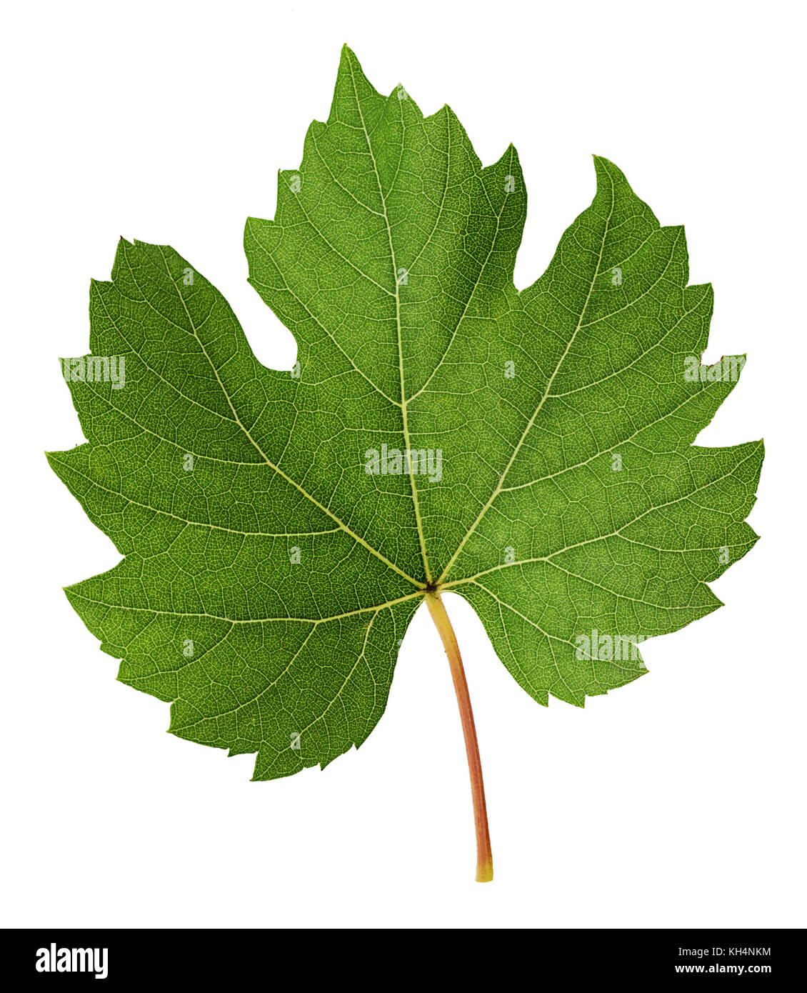 Fresh green  vine leaf isolated on white background. Clipping Path. Full depth of field. Stock Photo