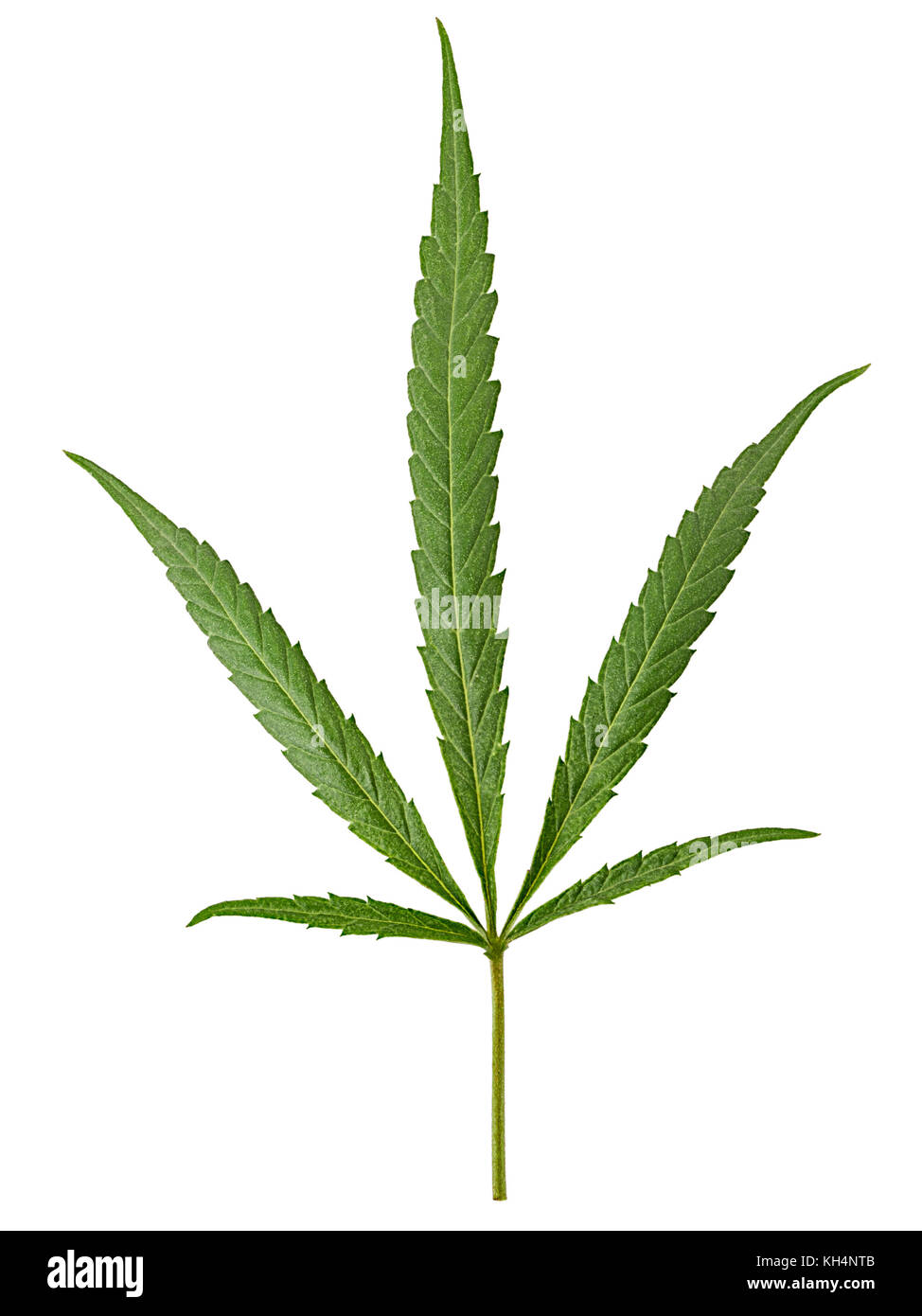 Cannabis leaf, marijuana isolated on white background. Clipping Path. Full depth of field. Stock Photo