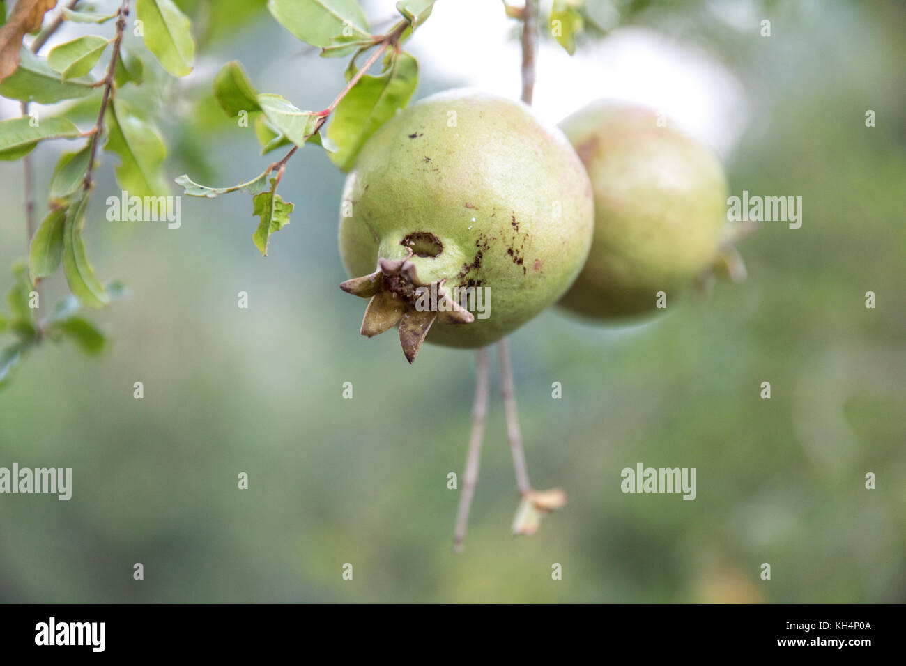 Fresh pomegranate fruits on a tree. Nizwa, Oman. Stock Photo