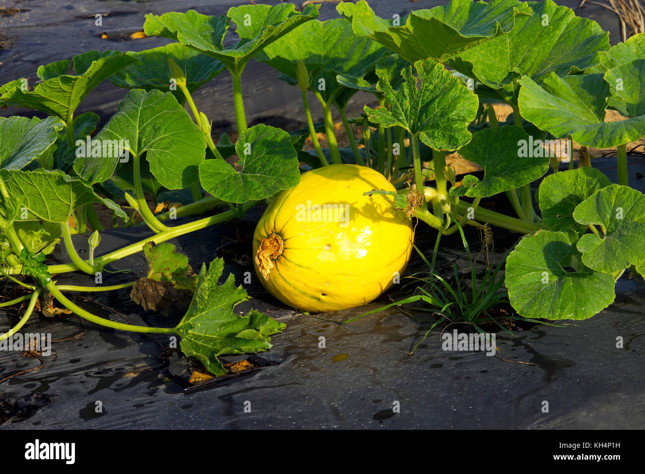 YELLOW PUMPKIN GROWING ON VINE IN FIELD Stock Photo Alamy