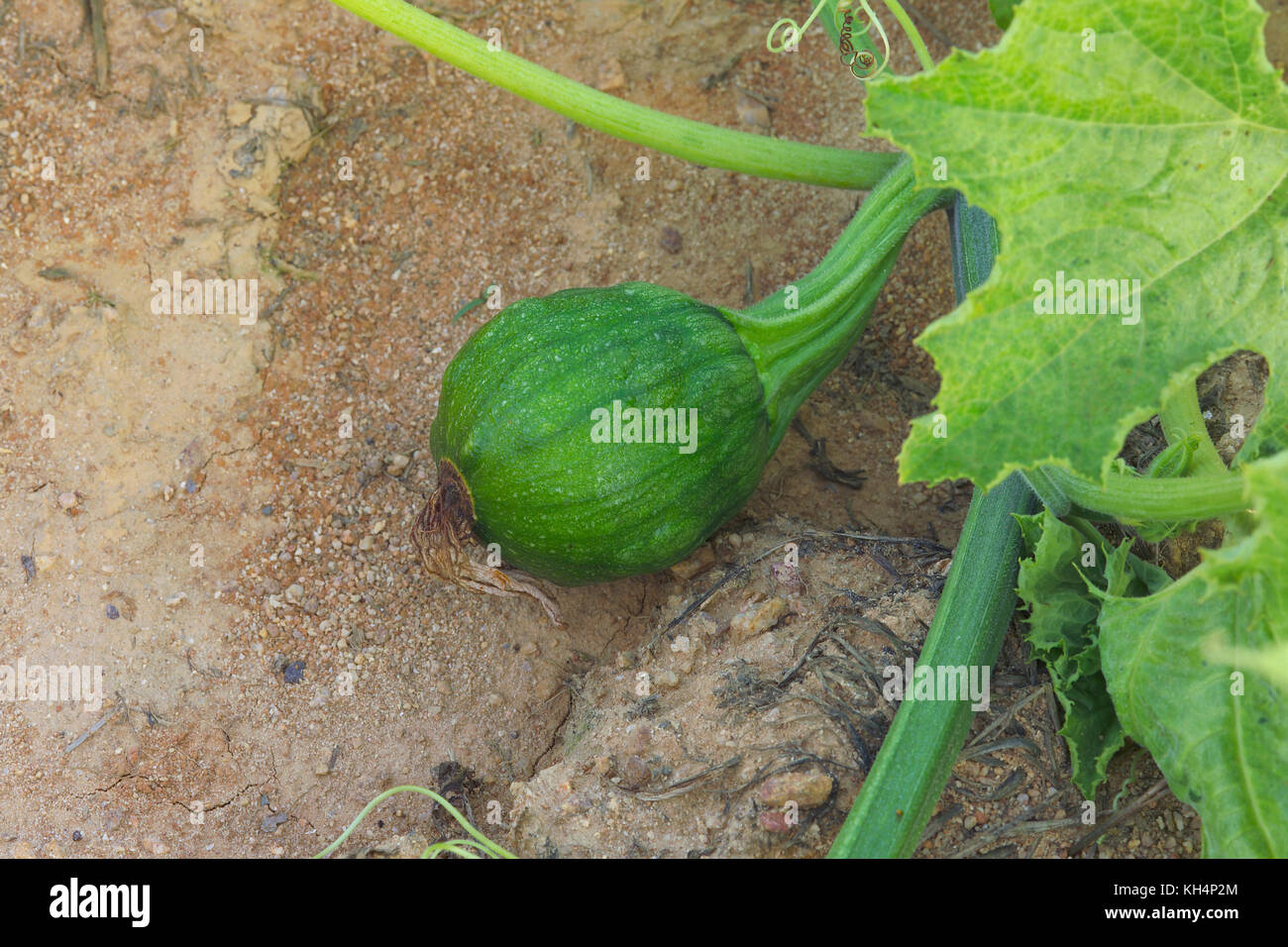 YOUNG GREEN PUMPKING GROWING ON VINE IN FIELD Stock Photo - Alamy