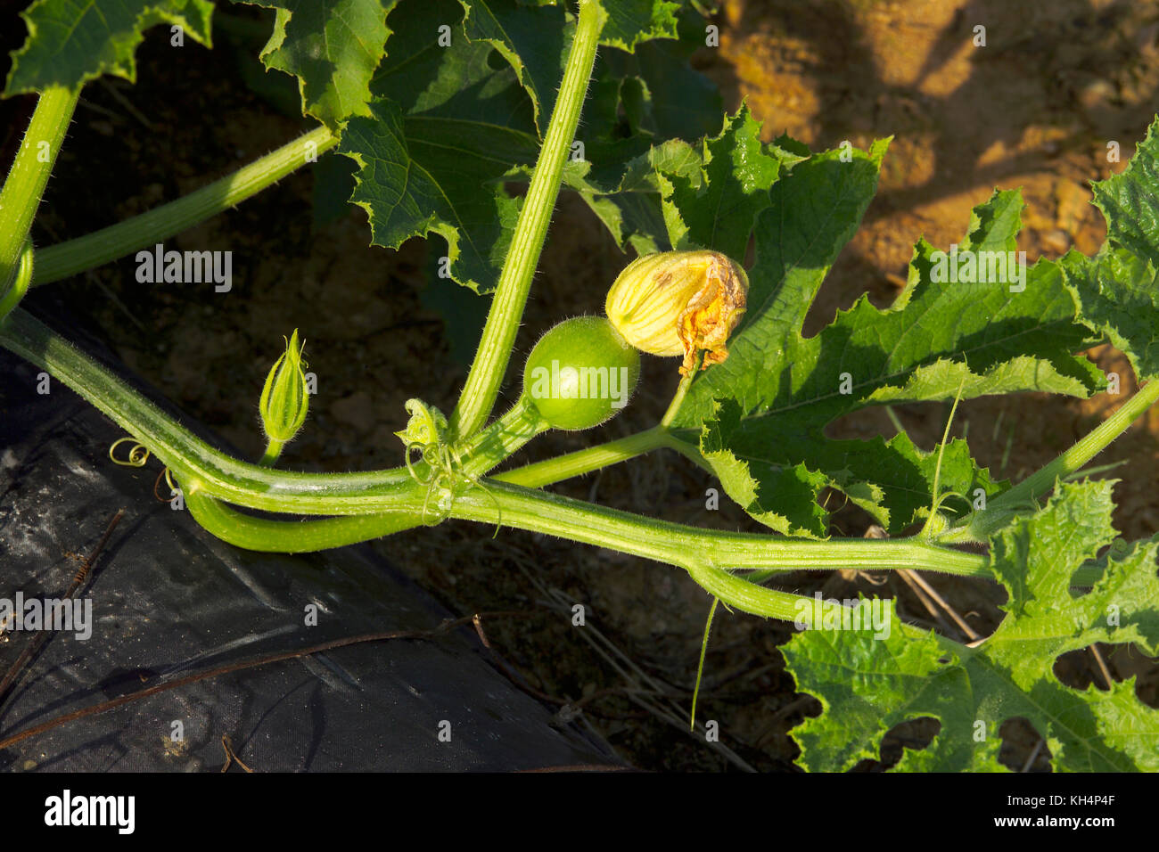 YOUNG GREEN PUMPKING GROWING ON VINE IN FIELD Stock Photo - Alamy