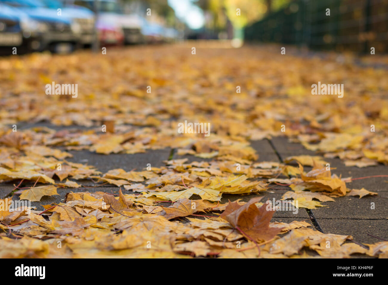 Autumn leaves on the pavement in a street from below Stock Photo - Alamy
