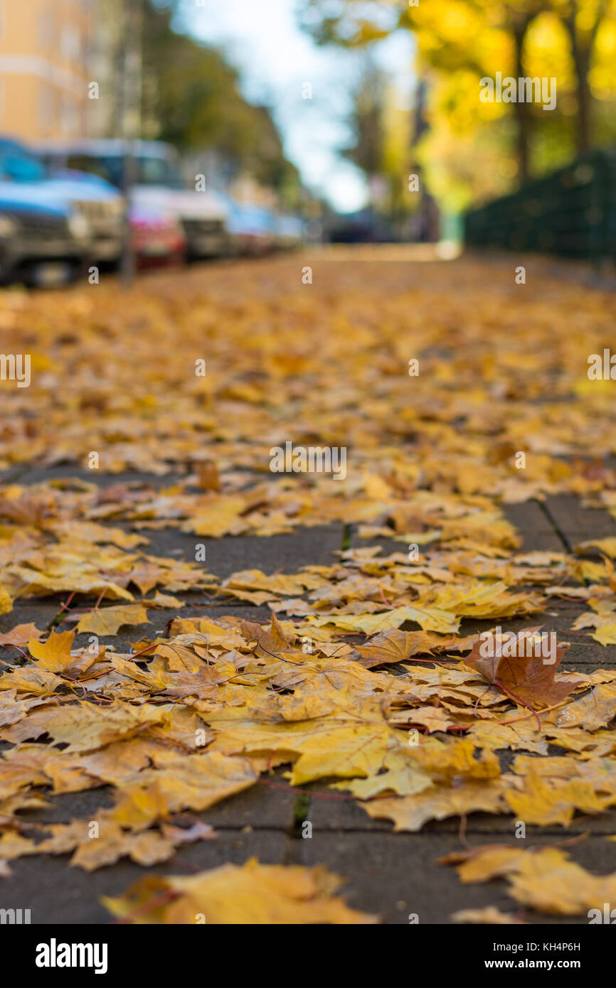 Autumn leaves on the pavement in a street from below Stock Photo - Alamy
