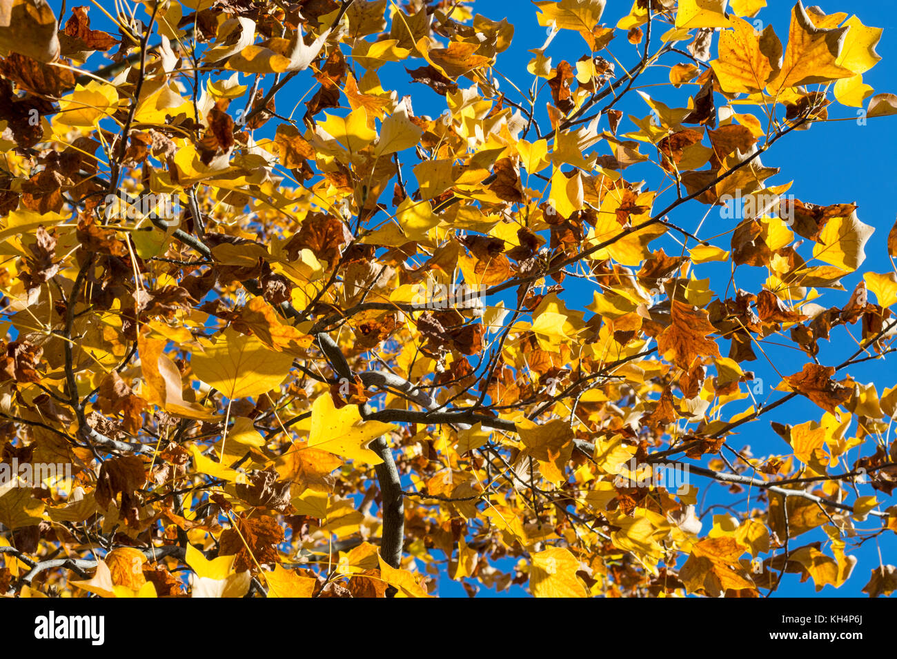 Beautiful yellow autumn leaves on a tree with blue sky Stock Photo - Alamy