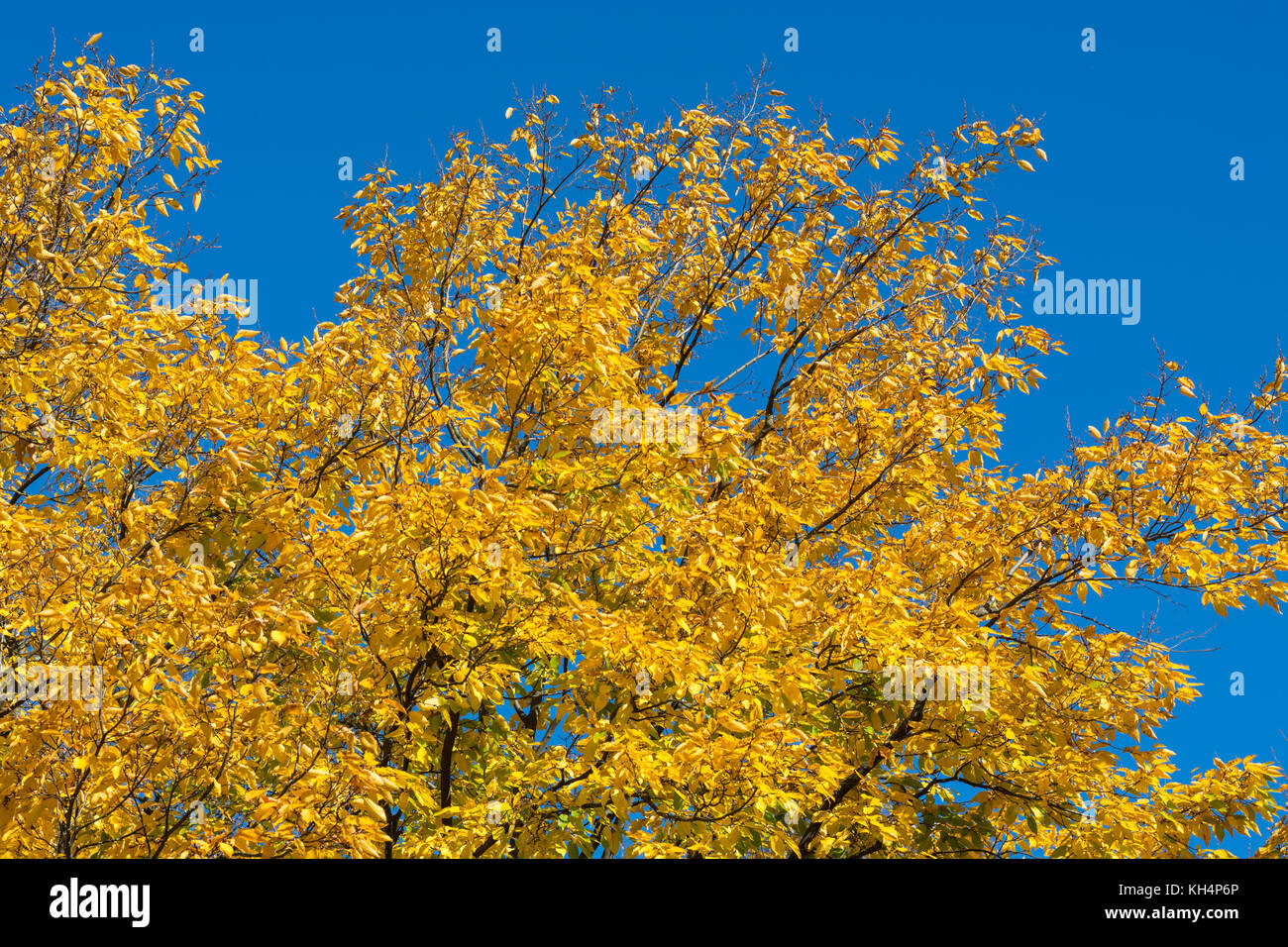 Beautiful yellow autumn leaves on a tree with blue sky Stock Photo - Alamy