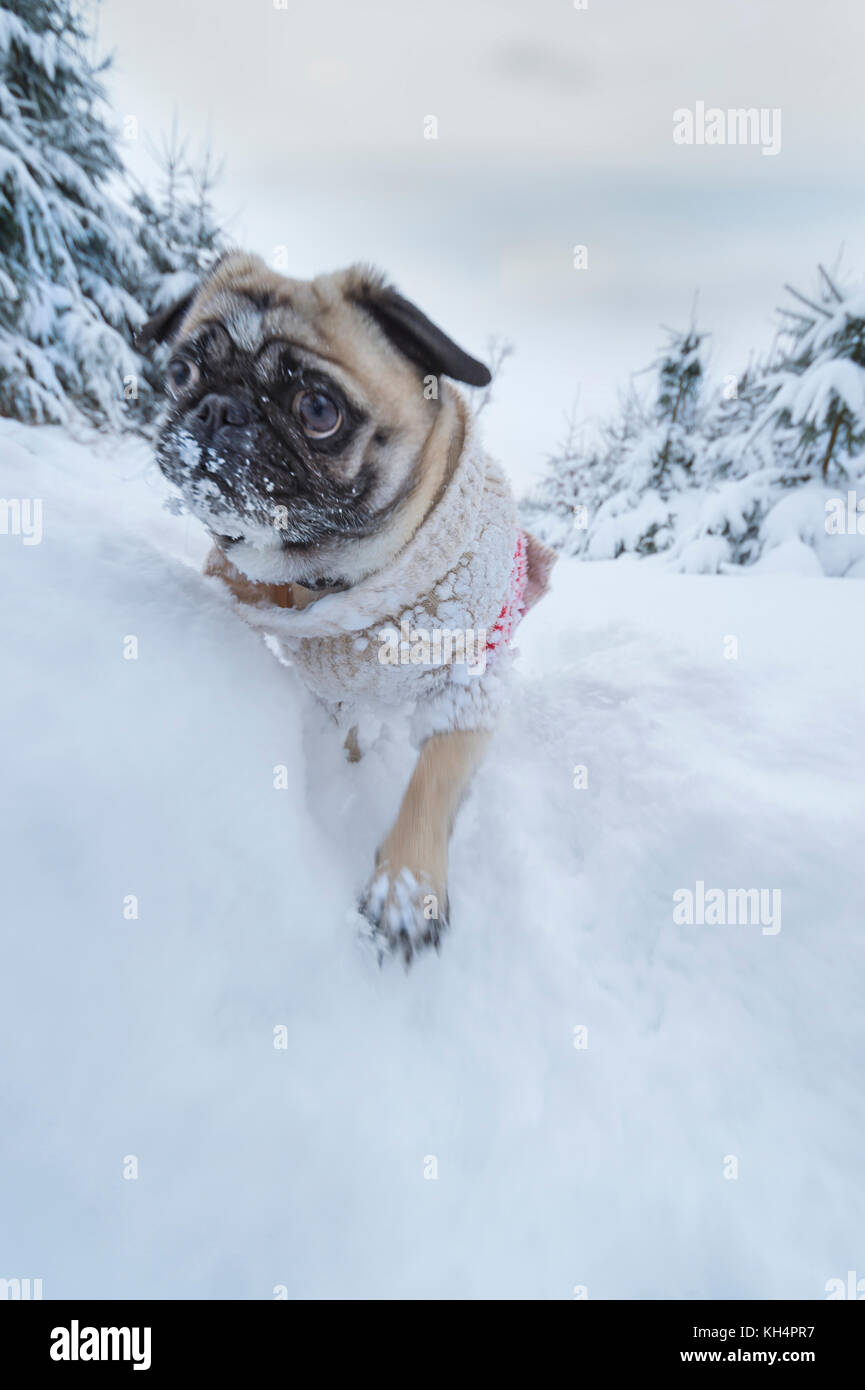 Dog pug dressed with a woollen pullover runs in the winter forest Stock Photo