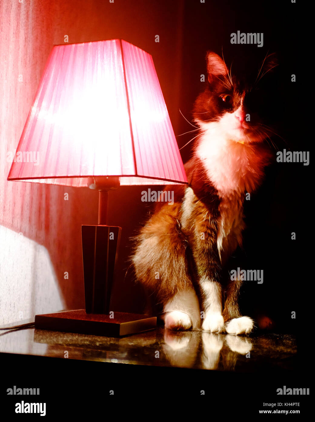 Cat standing near a red lamp Stock Photo