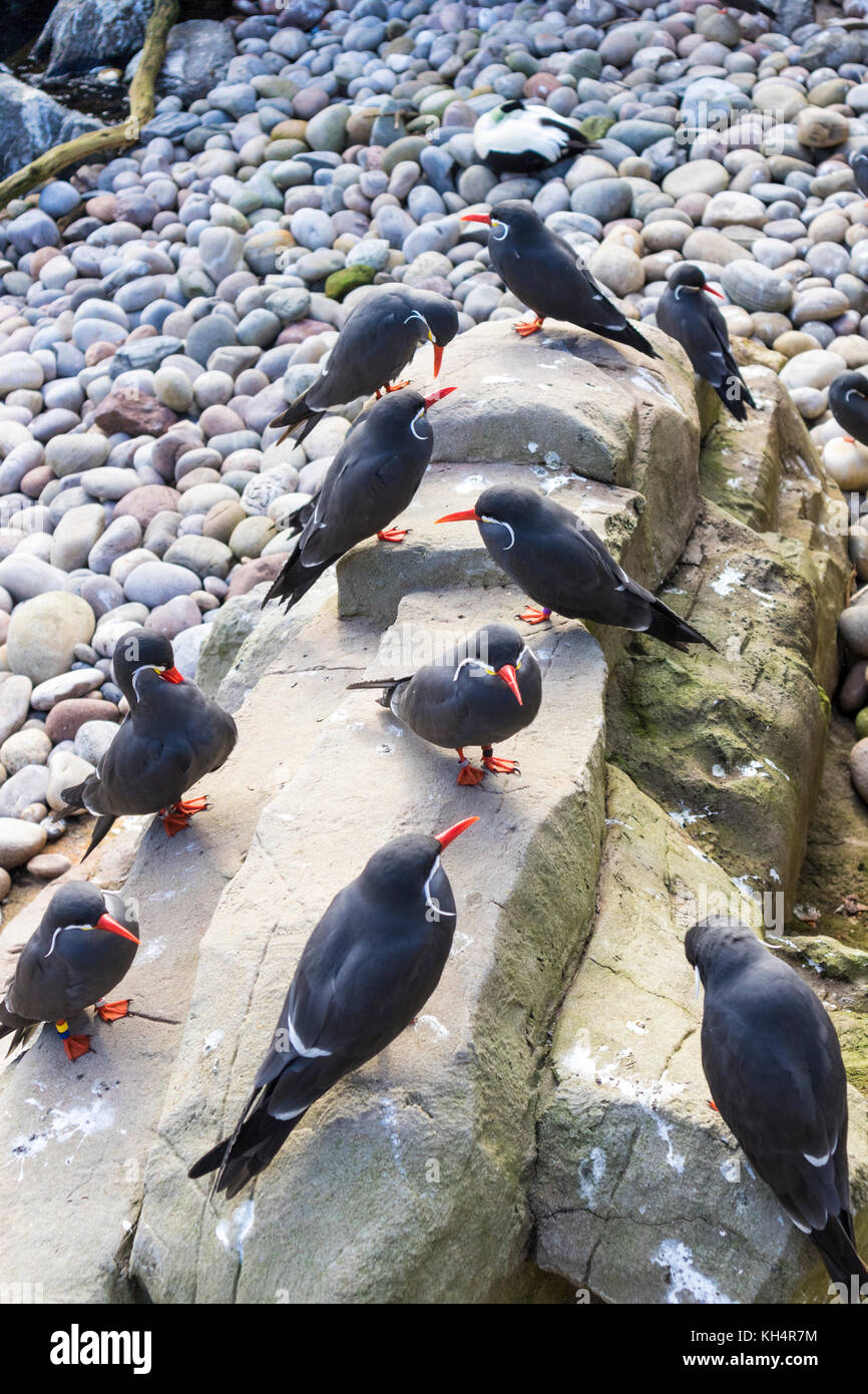 Inca Terns (Larosterna inca) at Bristol Zoo Stock Photo