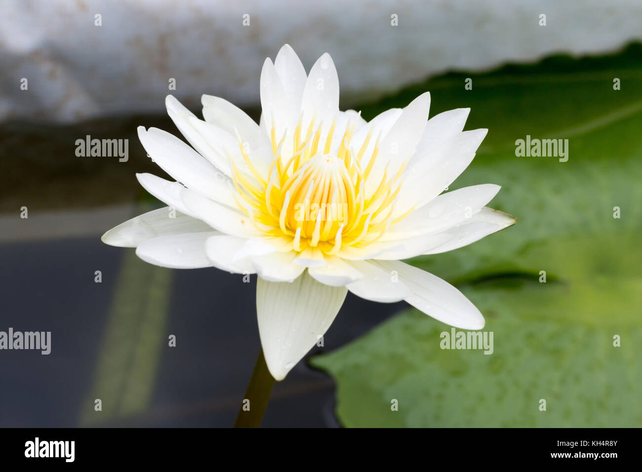 Close-up lotus flower,Beautiful lotus flower Blurred or blur soft focus Stock Photo