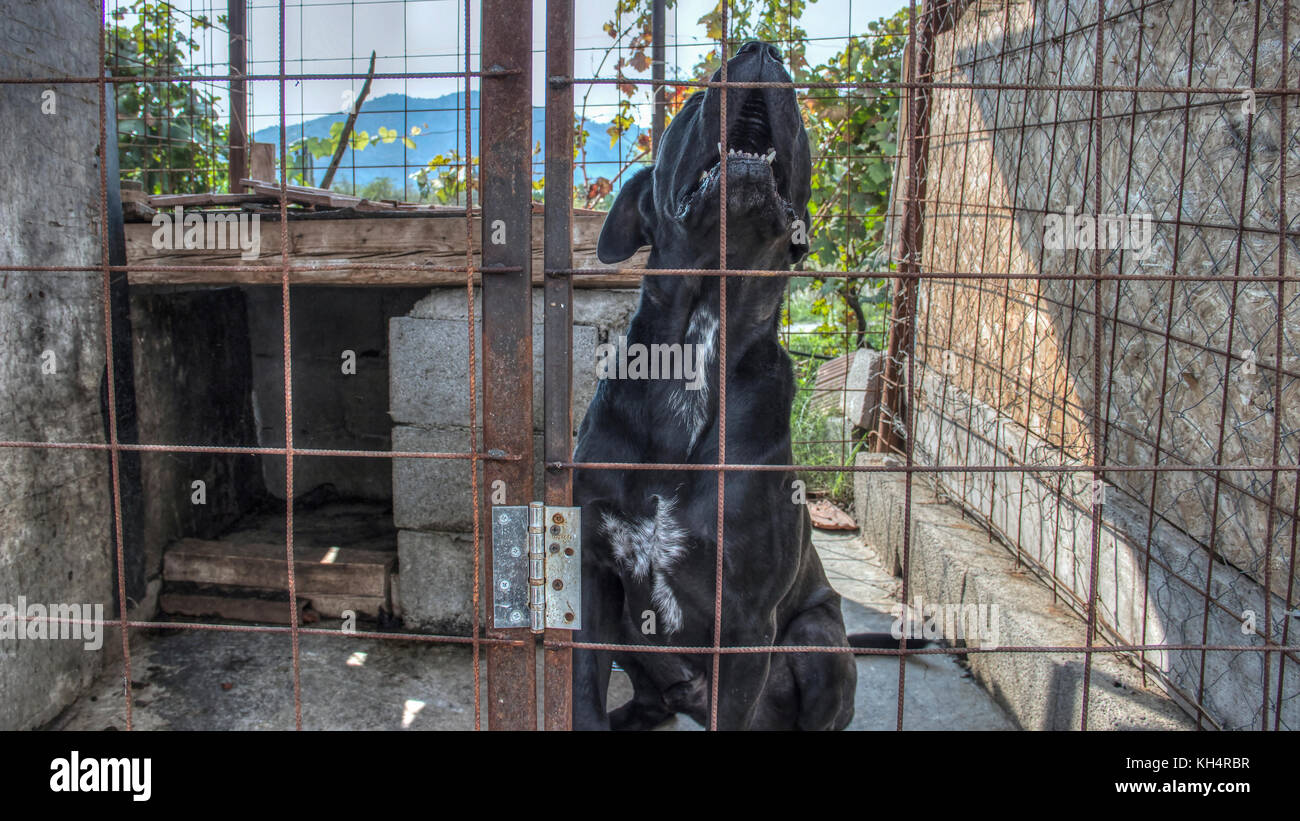Podgorica, Montenegro, September 2017 - Homeless howling dog waiting to be adopted by a new owner at a shelter for abandoned animals Stock Photo