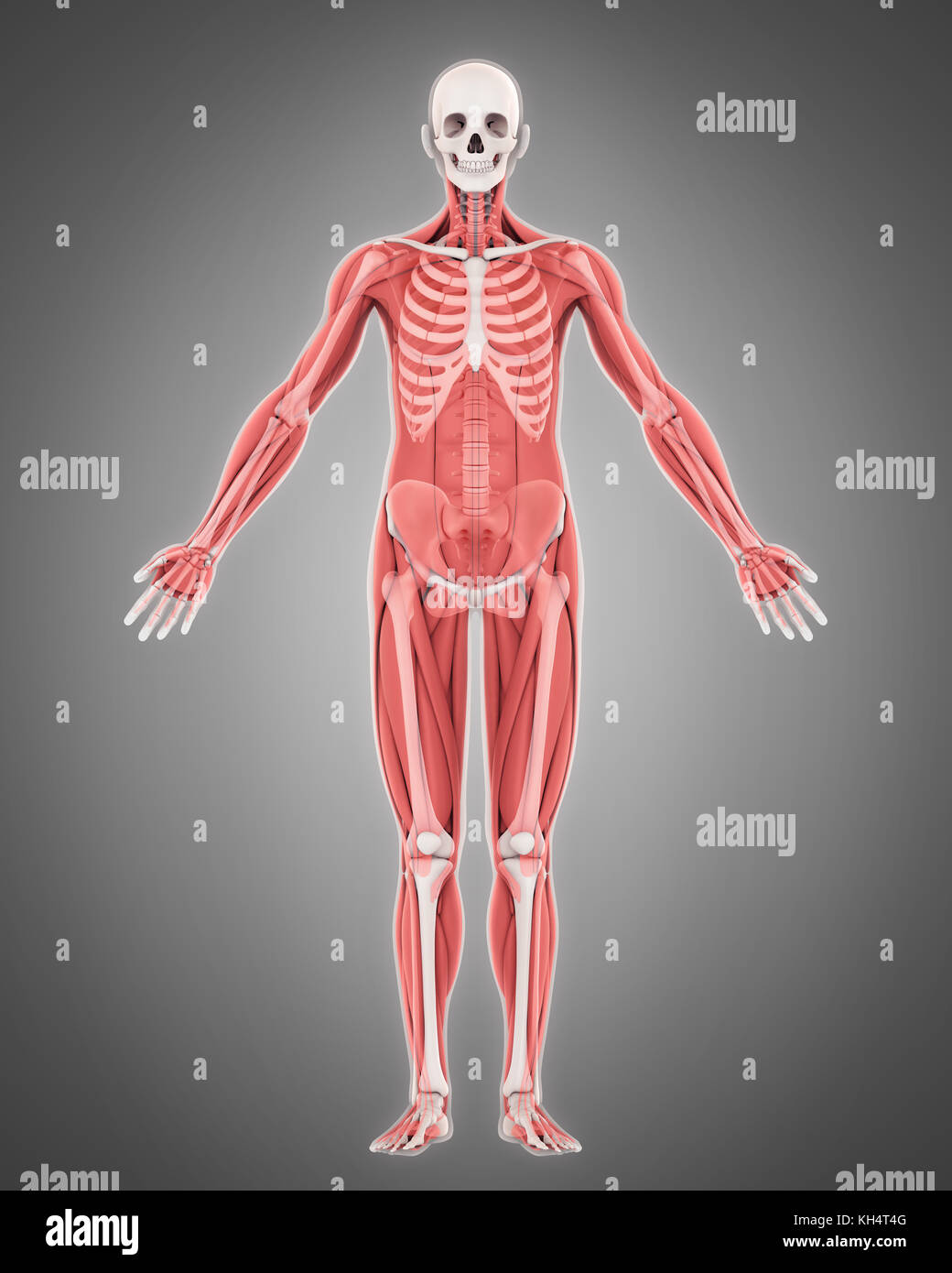 Human Skeleton And Muscle Anatomy Stock Photo Alamy