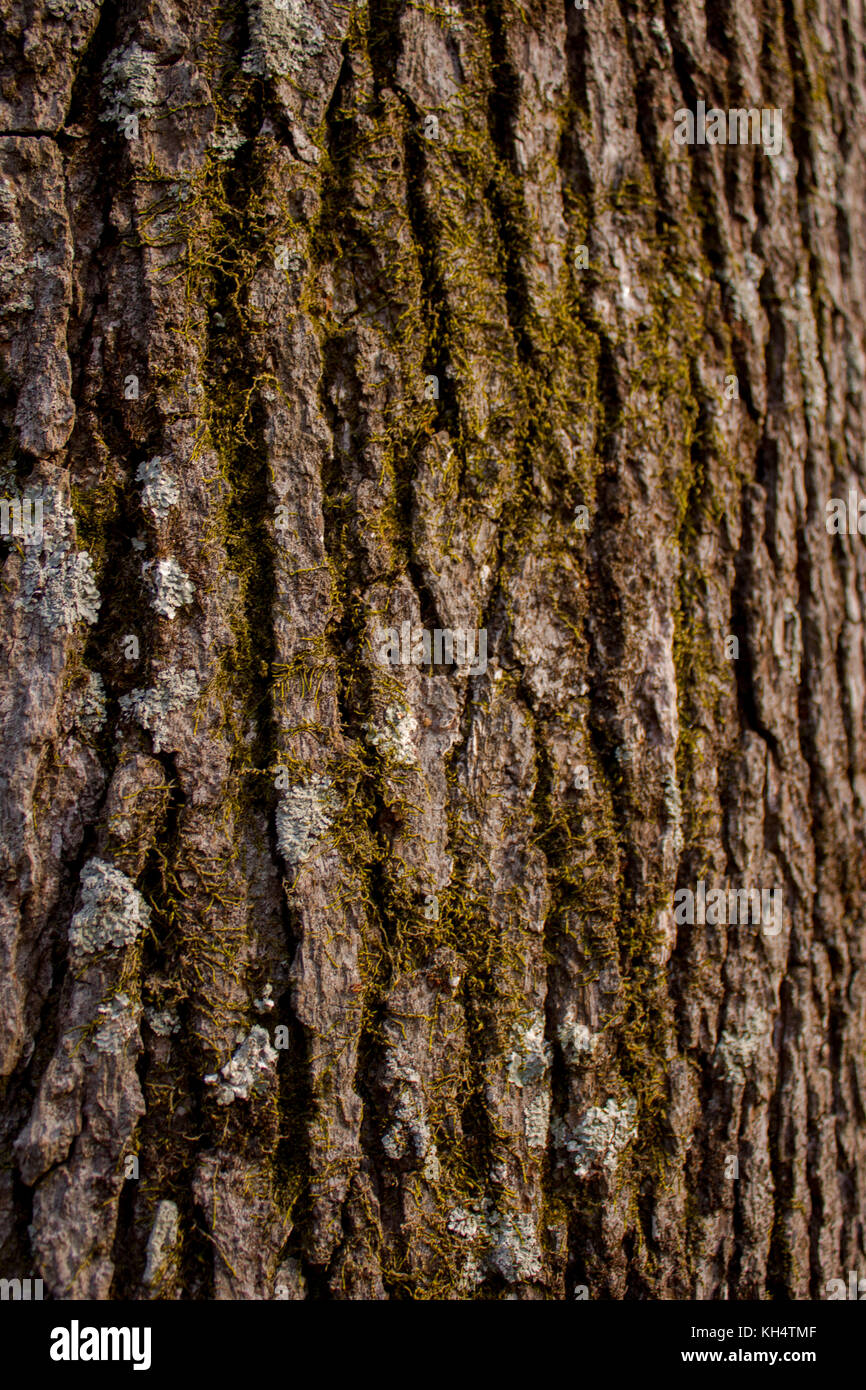 Moss has grown over the tree's bark Stock Photo