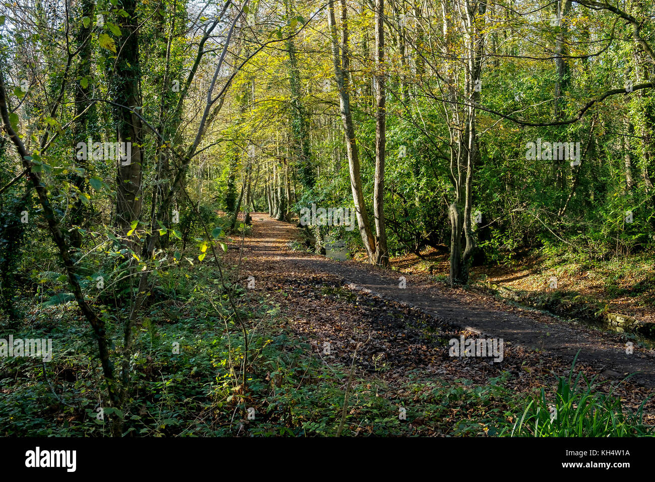 Autumnal sunlight in Tehidy Country Park Cornwall UK. Stock Photo