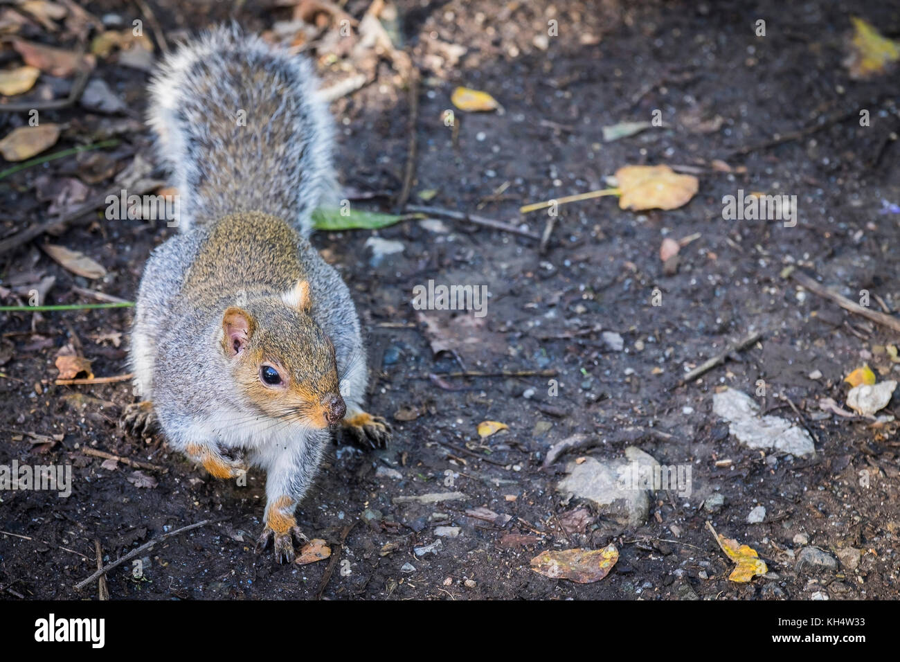 A Gray Grey Squirrel Sciurus carolinensis in Tehidy Country park Cornwall UK. Stock Photo