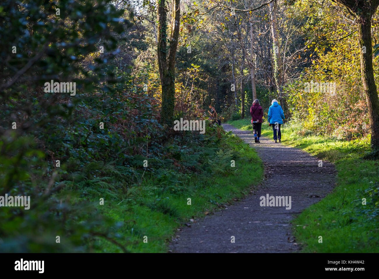 Walkers people walking through an autumnal Tehidy Country Park Cornwall UK. Stock Photo