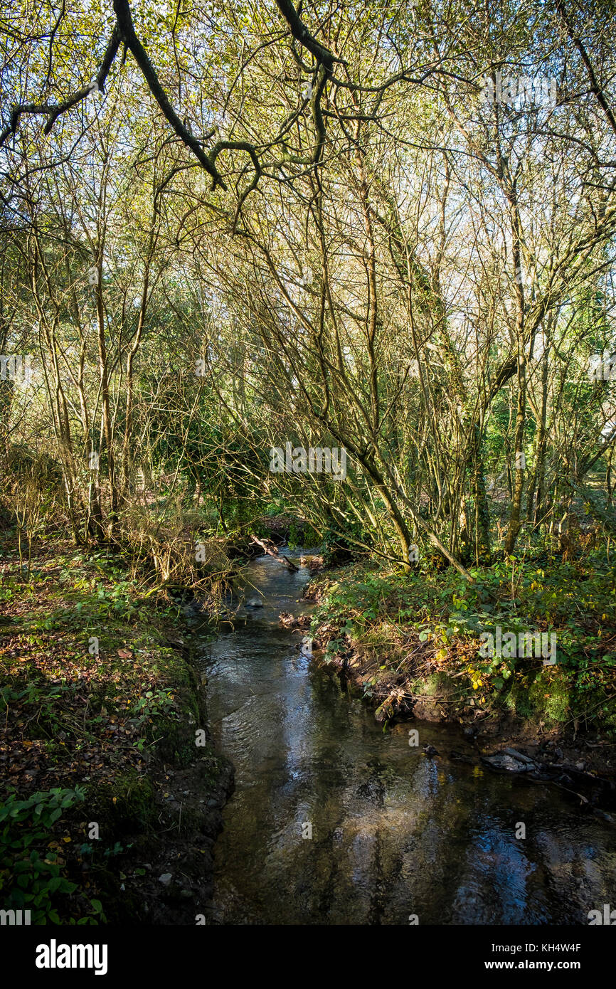 A stream river flowing through an autumn Tehidy Country Park Cornwall. Stock Photo