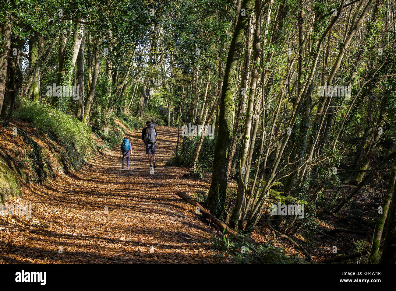 Walkers in autumn light in Tehidy Country Park Cornwall. Stock Photo