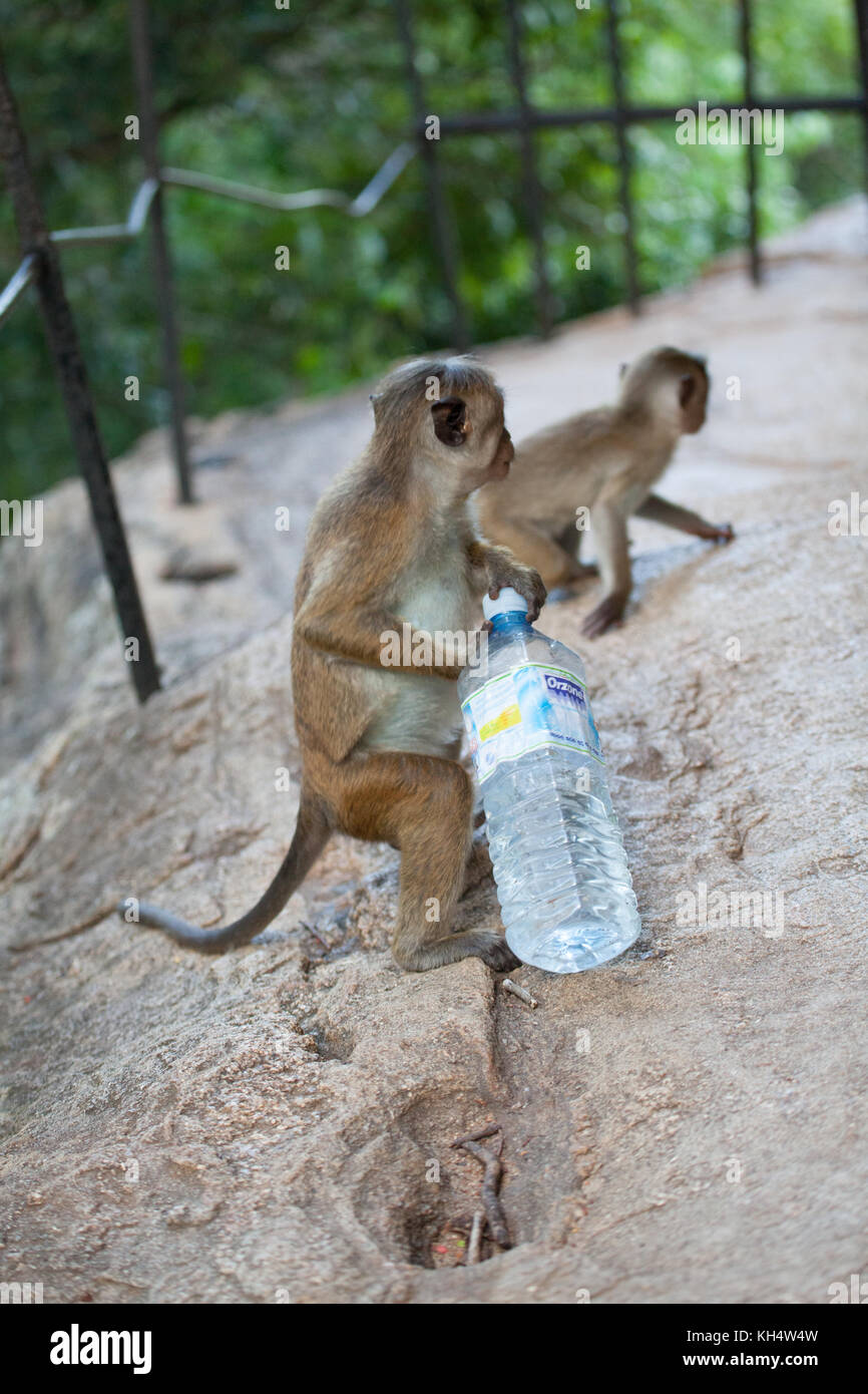 Cheeky Monkey Stock Photo