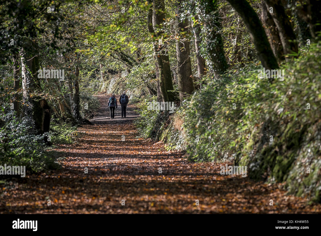 Walkers people enjoying an autumnal day in Tehidy Country Park Cornwall UK. Stock Photo