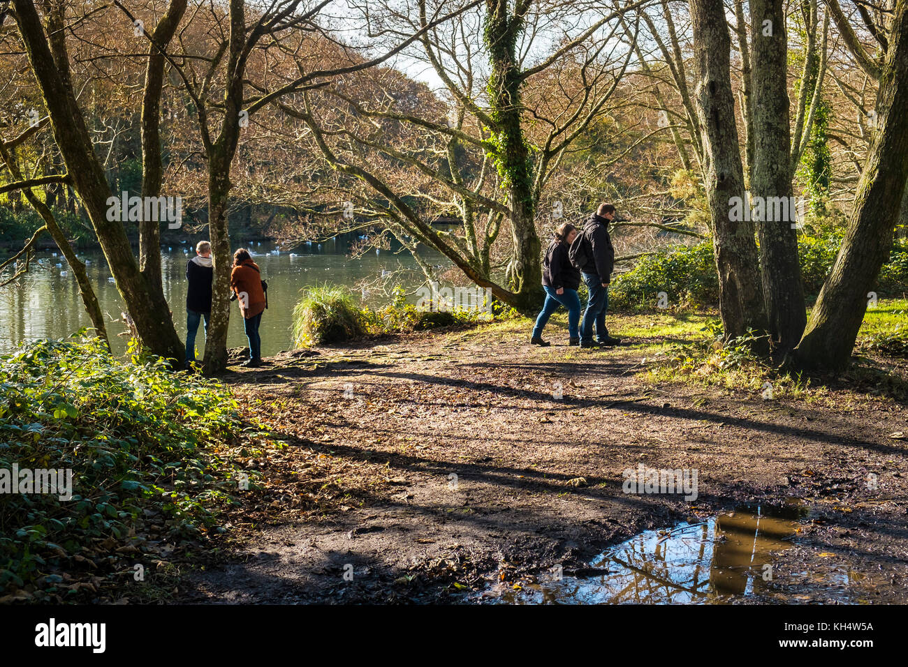 Couples people enjoying the an autumnal day in Tehidy Country Park Cornwall UK. Stock Photo