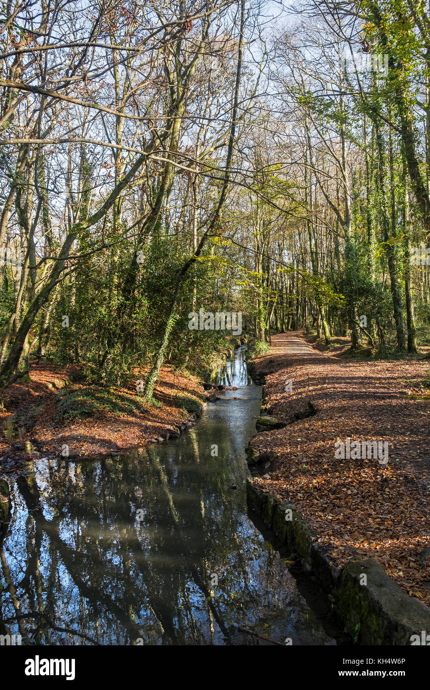 A river stream flowing through an autumnal Tehidy Country Park Cornwall ...