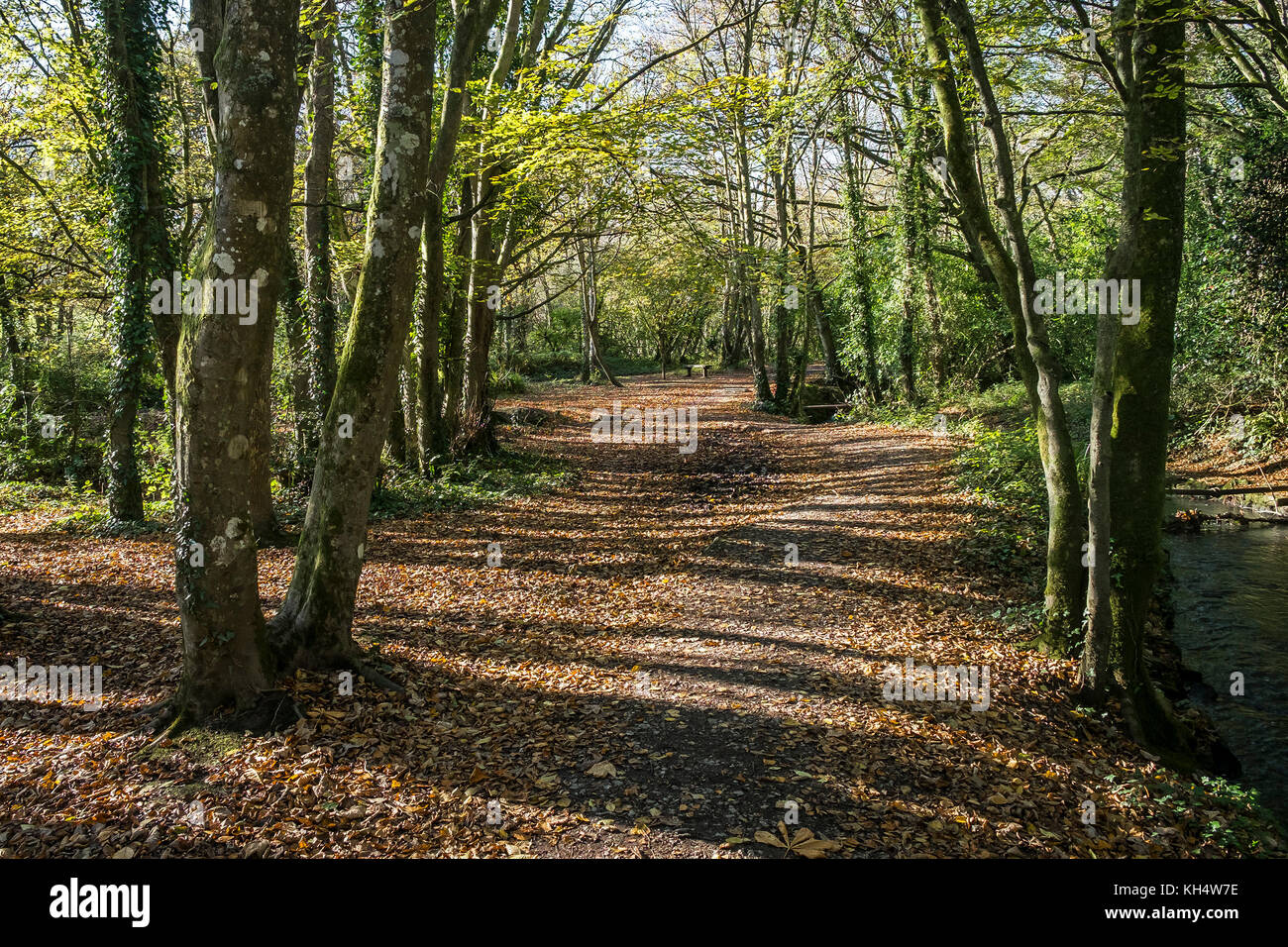 Autumn leaves in Tehidy Country Park Cornwall UK. Stock Photo