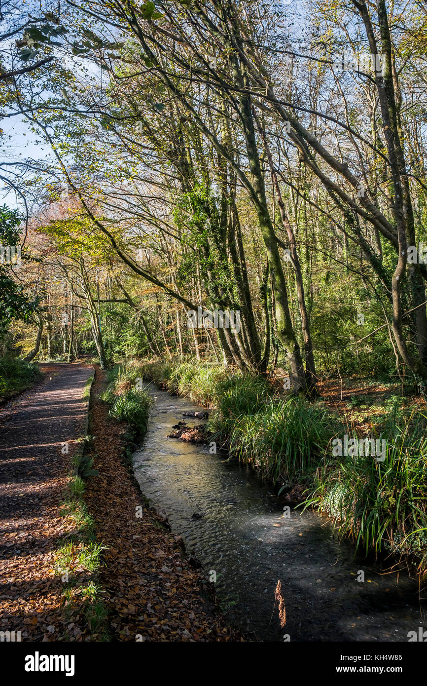 A stream river flowing through an autumnal Tehidy Country Park Cornwall UK. Stock Photo
