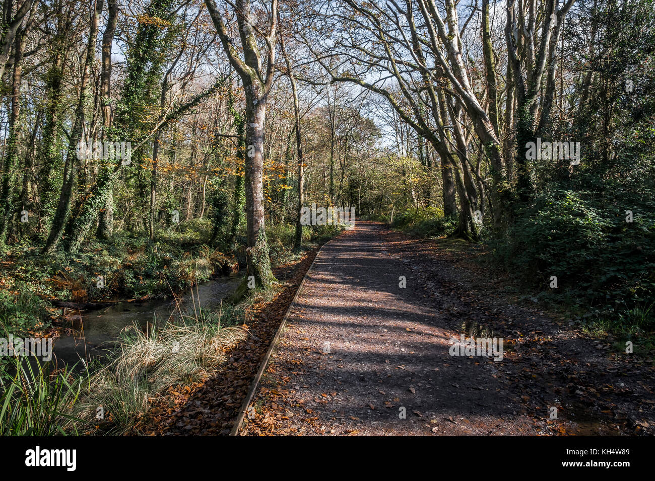 A footpath in an autumnal Tehidy Country Park Cornwall UK Stock Photo ...