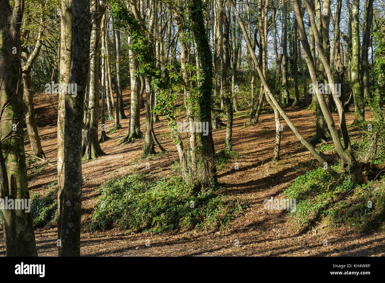 Autumn in Tehidy Country Park Cornwall UK. Stock Photo