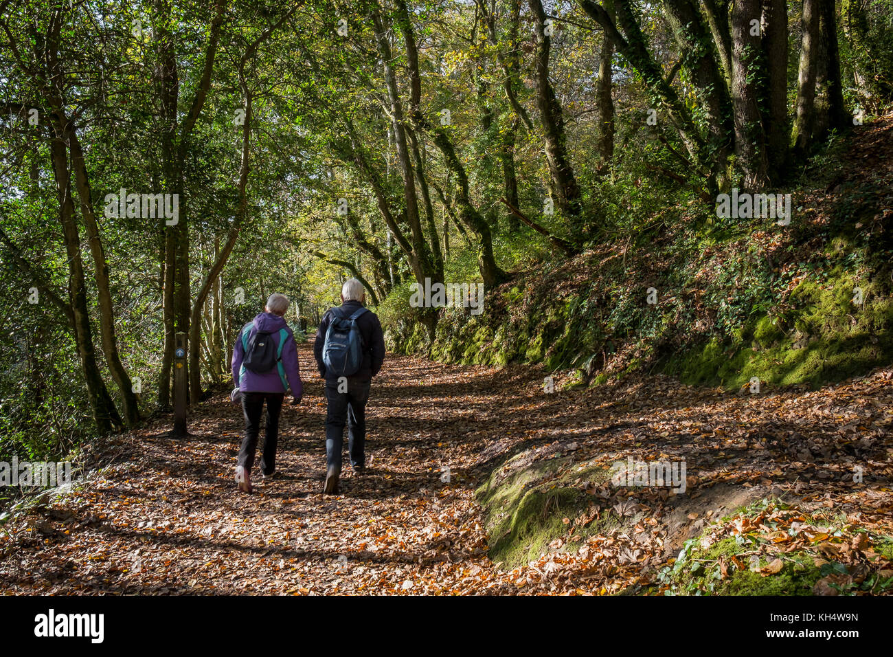 Walkers people couple walking though autumn leaves covering a footpath in Tehidy Country Park Cornwall UK. Stock Photo
