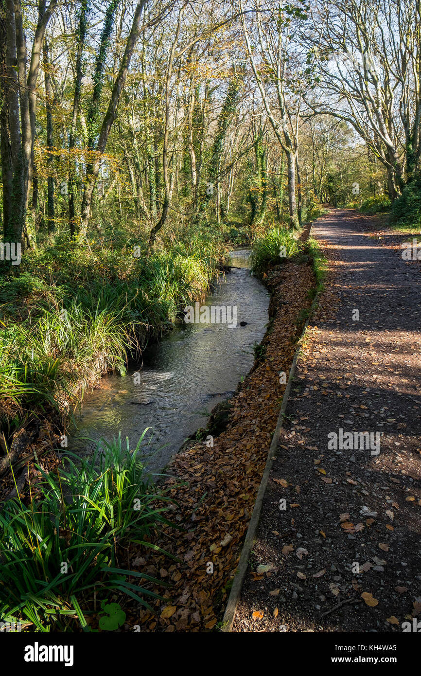 A stream river and a footpath in an autumnal Tehidy Country Park Cornwall UK. Stock Photo