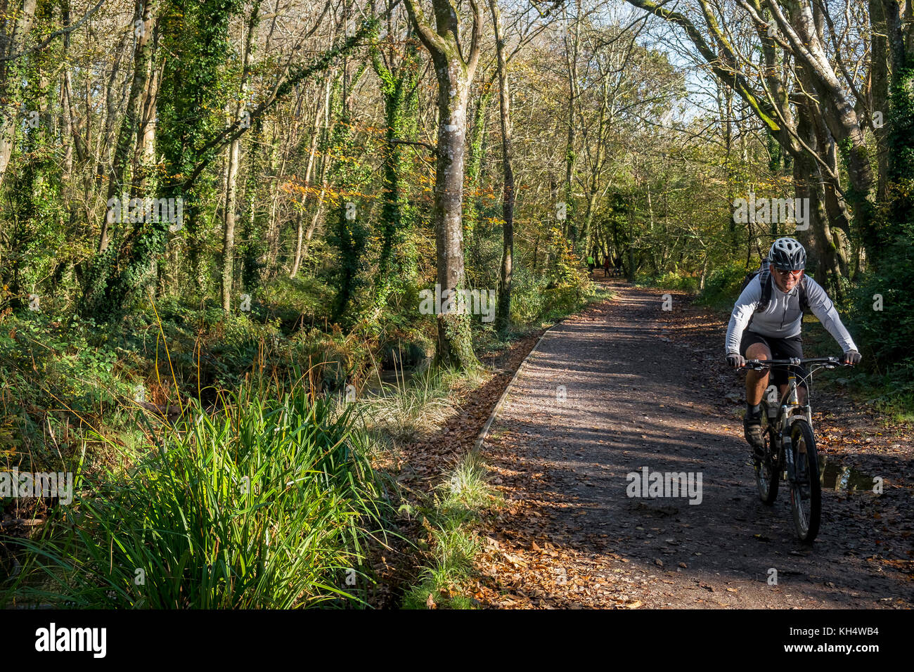 A mountain biker cyclist riding along a track in an autumnal Tehidy Country Park Cornwall UK. Stock Photo