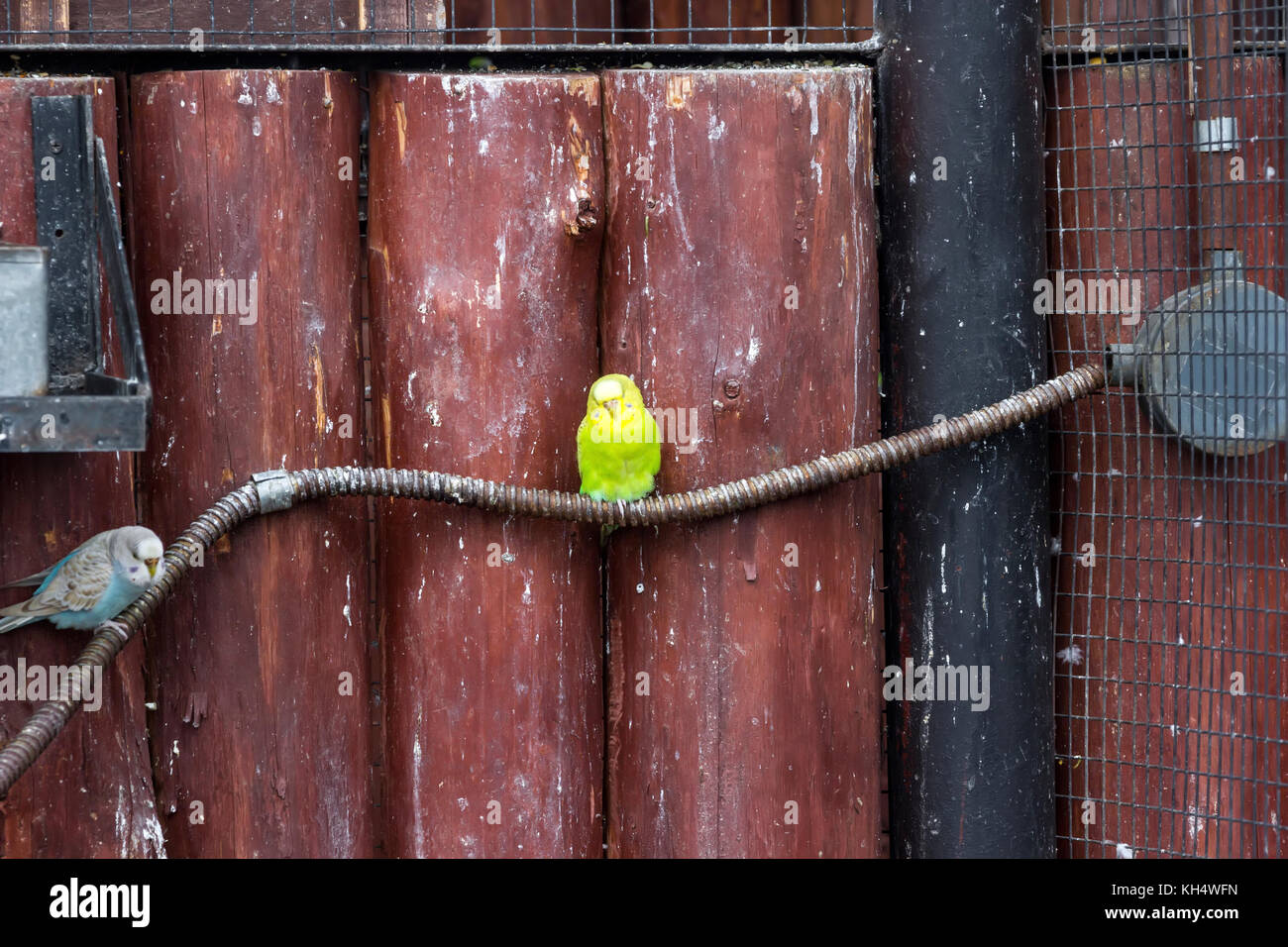 yellowcrowned amazon at The Lagunas de Montebello National Park Mexico