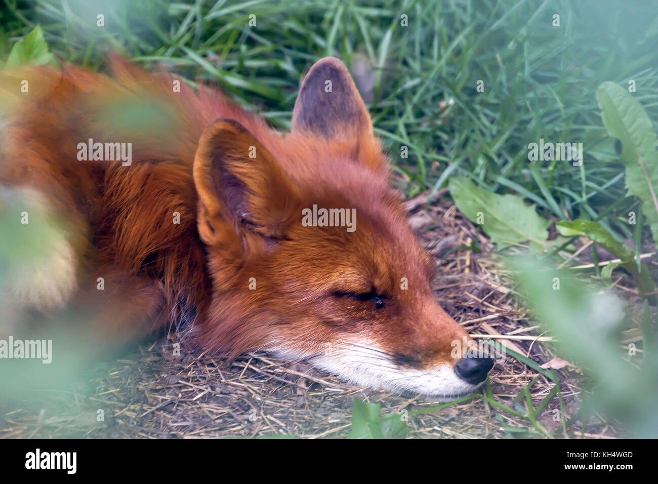 Resting Red Fox in forest .hot summer day Stock Photo