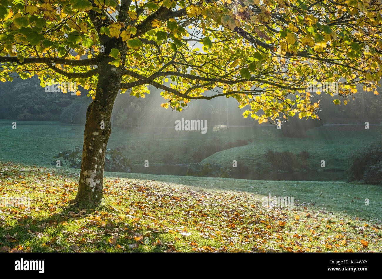 A Beech tree with backlighting showing the autumn colours in the leaves with sun rays in the background landscape, England, UK Stock Photo