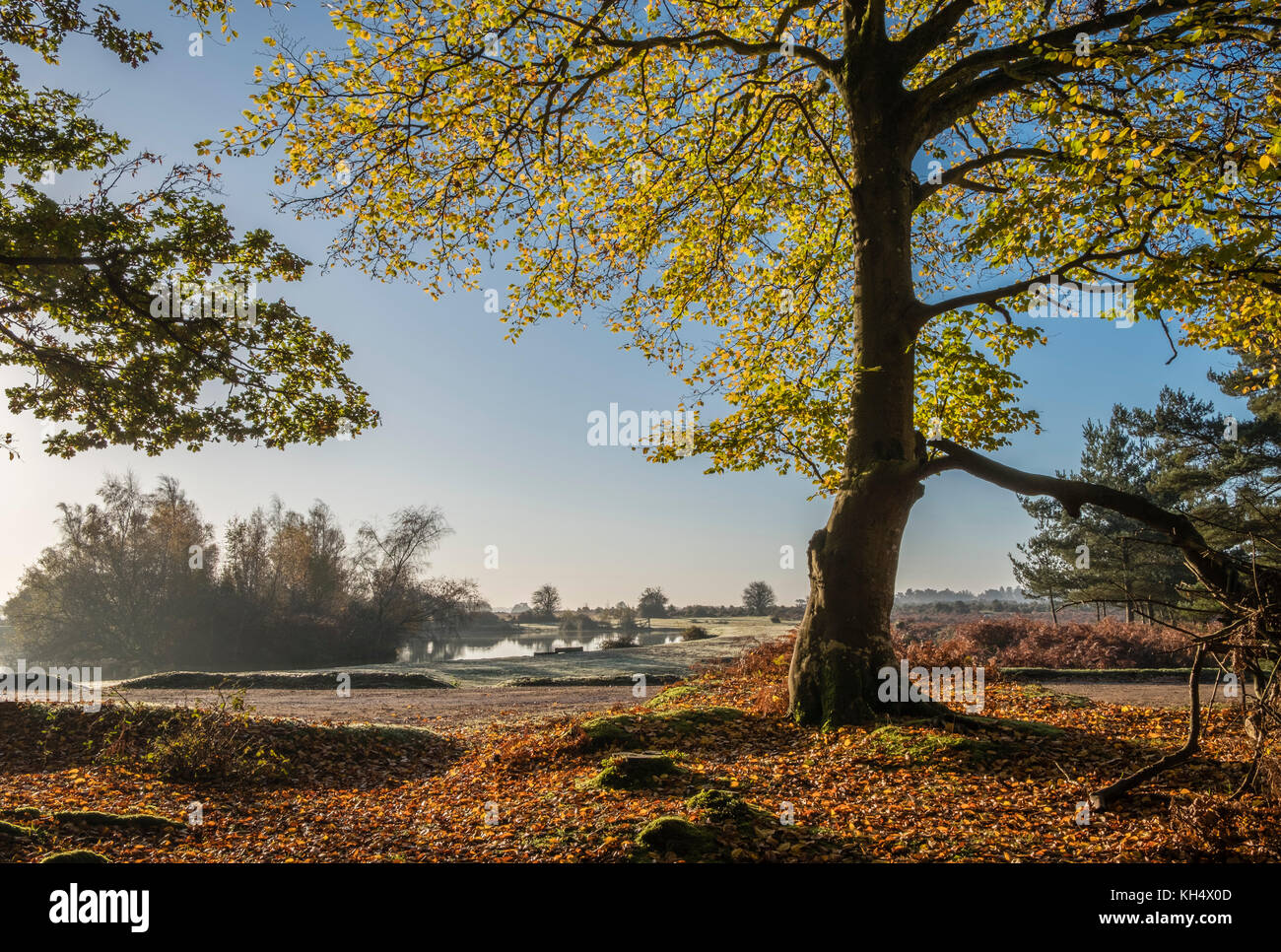 A view of Cadman's Pool in the New Forest through backlit Beech trees showing the autumn colours of the leaves and landscape beyond, Hampshire, UK Stock Photo