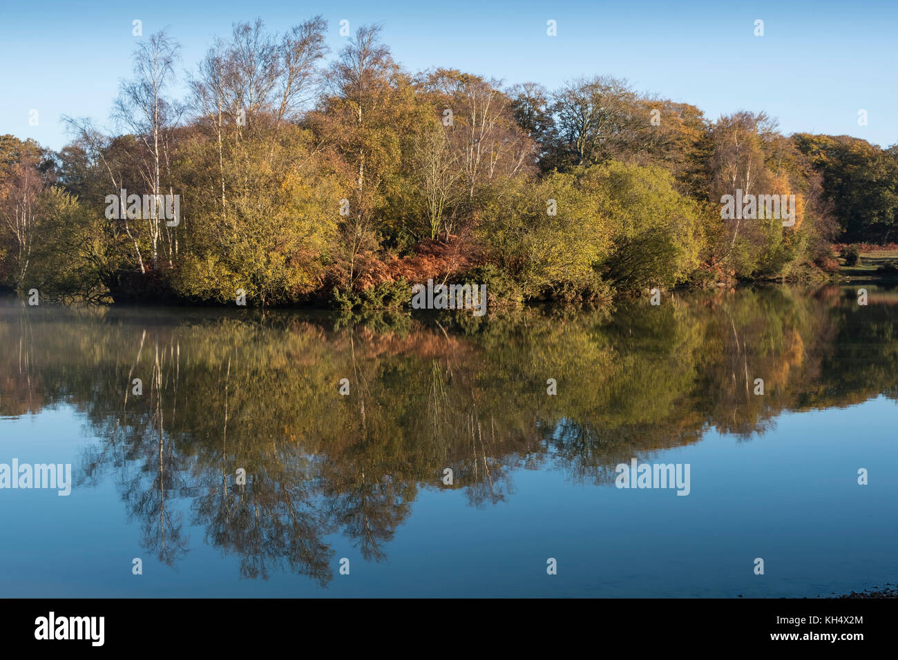 Early morning light over Cadman's Pool, in the New Forest, show the autumn colours of trees and shrubs reflected in the calm water, Hampshire, UK Stock Photo