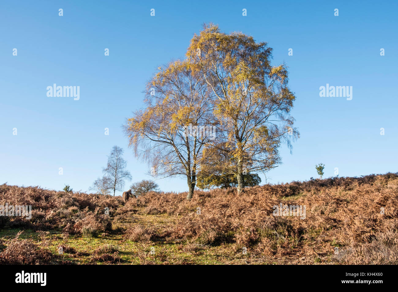 Siler Birch trees against a blue sky in the New Forest National Park heathland with heather in autumn colours , Hampshire, England, UK Stock Photo