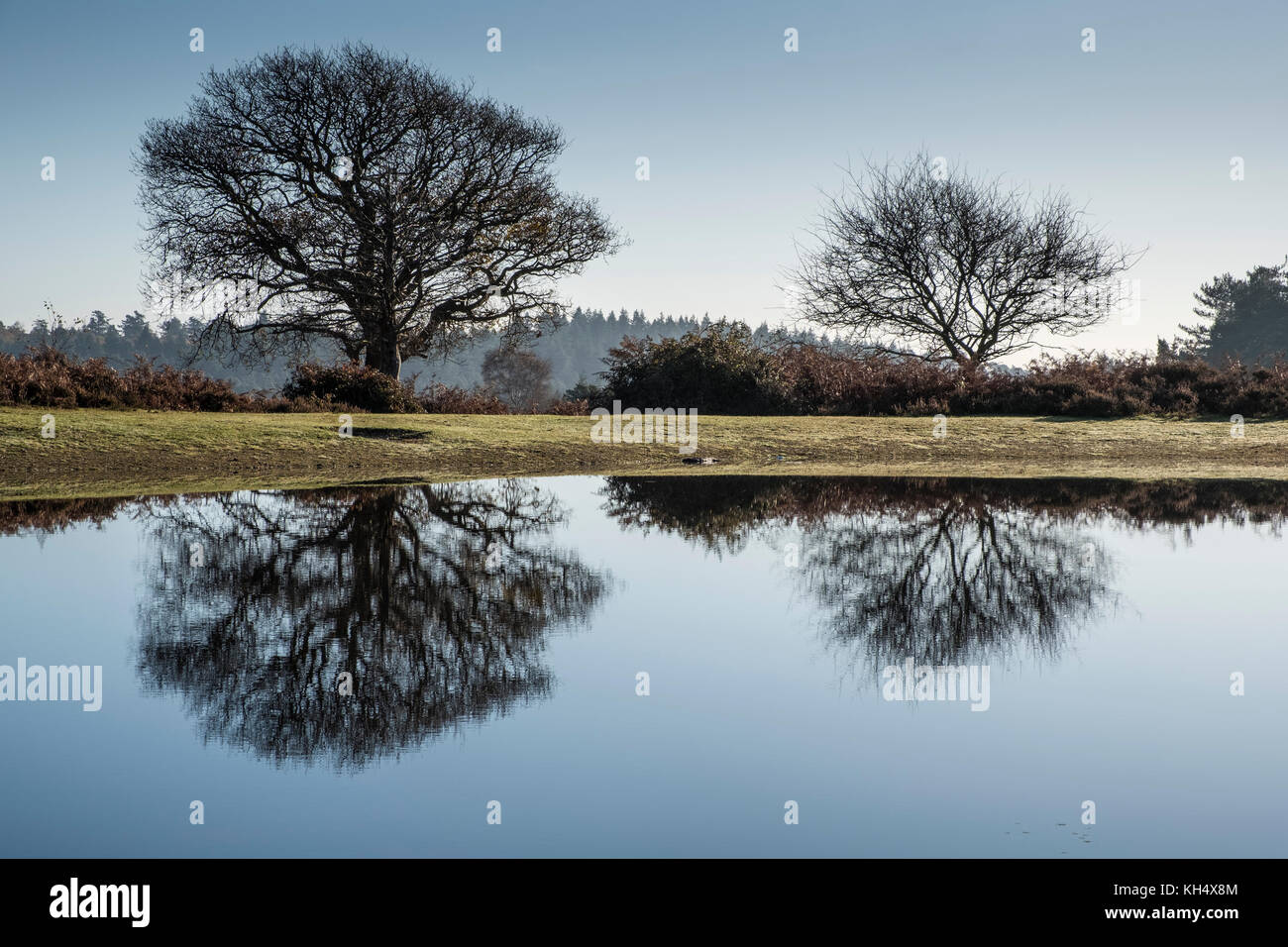 Trees reflected in the calm water of Mogshade Pond in the New Forest, Hampshire, England, UK Stock Photo