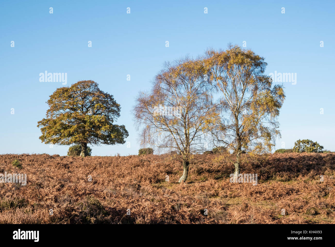 New Forest Silver Birch Trees and Heather in Autumn colours, Hampshire, England, UK Stock Photo