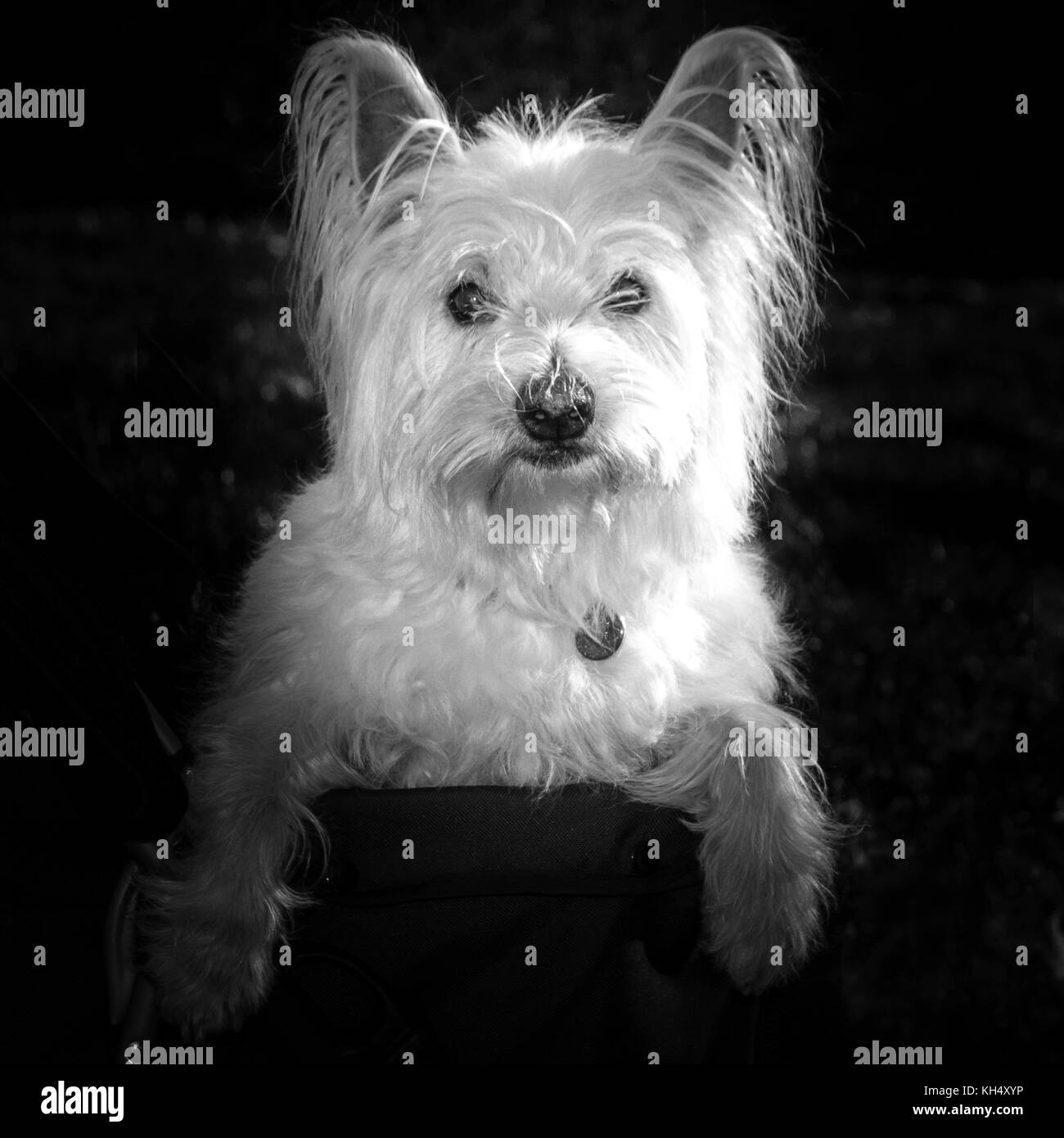Black and white portrait of a cute  west highland  white terrier (westie) dog Stock Photo