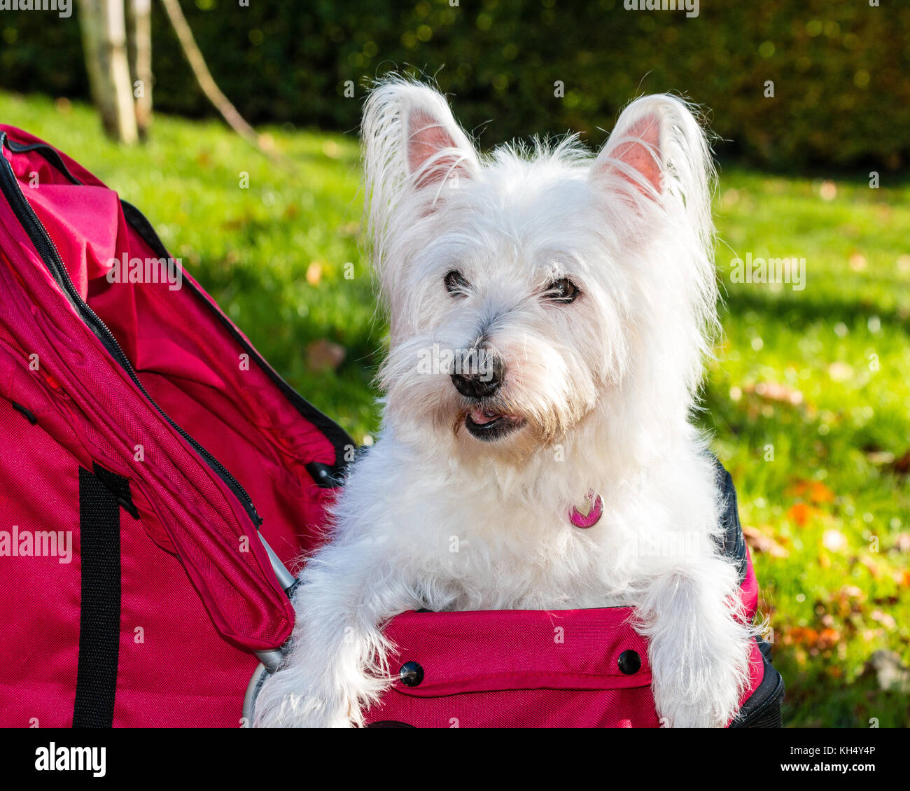 Cute west highland terrier (westie) dog  in pet stoller (pram) enjoys a ride in the  park Stock Photo