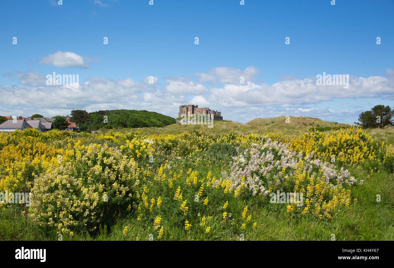 Bamburgh Castle Northumberland north east England UK medieval fortress in summer Stock Photo