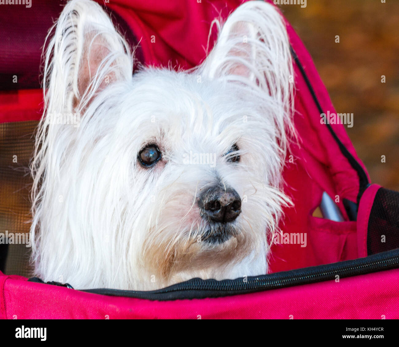 Cute west highland terrier (westie) dog  in pet stoller (pram) enjoys a ride in the  park Stock Photo