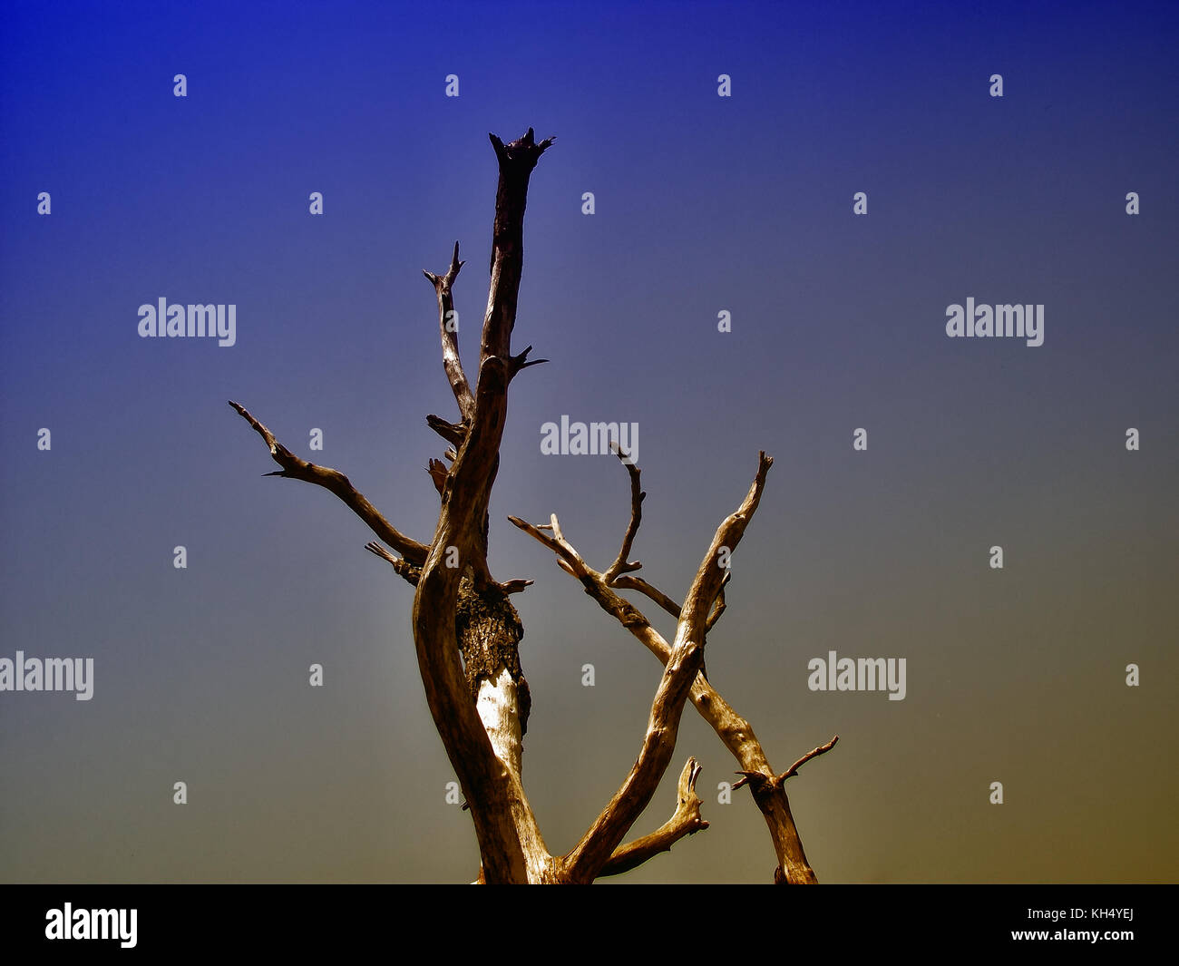 dead tree Stock Photo