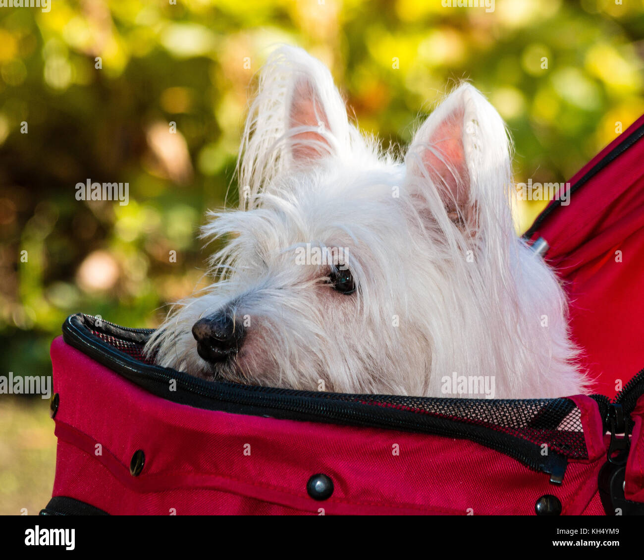 Are Westies Good Pets