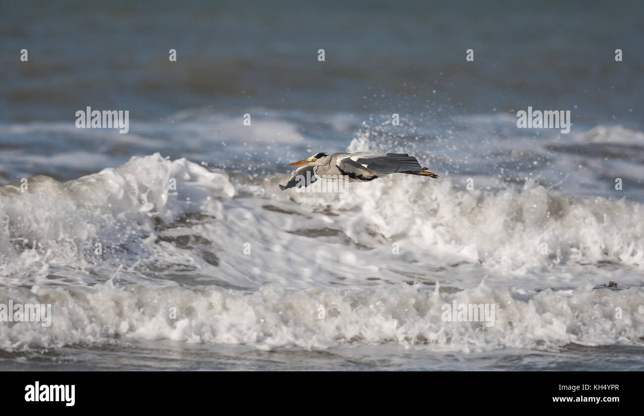 Side view of wild coastal UK grey heron bird (Ardea cinerea) isolated in flight, wings spread, neck retracted, flying low over choppy sea water. Stock Photo