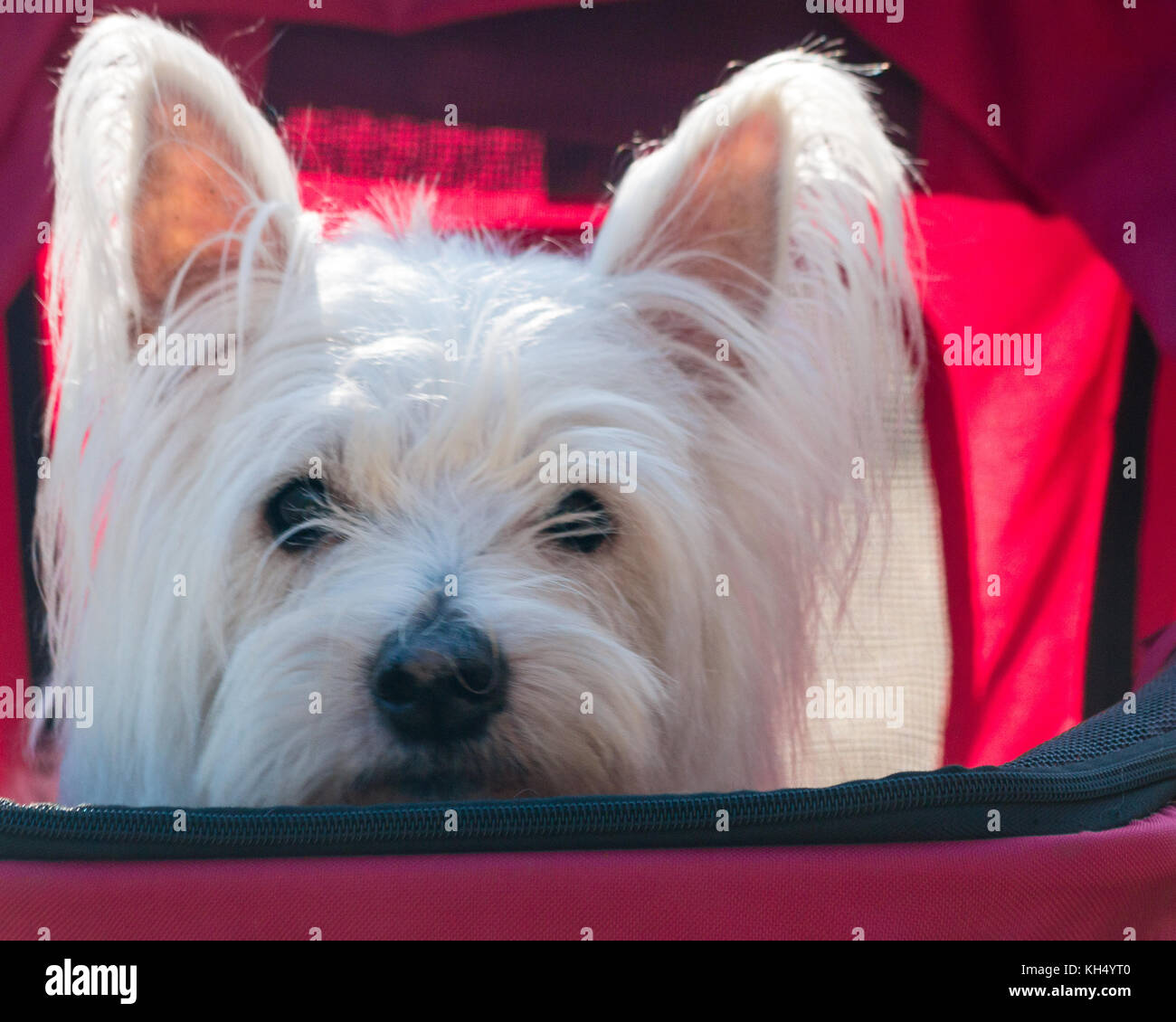Cute west highland terrier (westie) dog  in pet stoller (pram) enjoys a ride in the  park Stock Photo