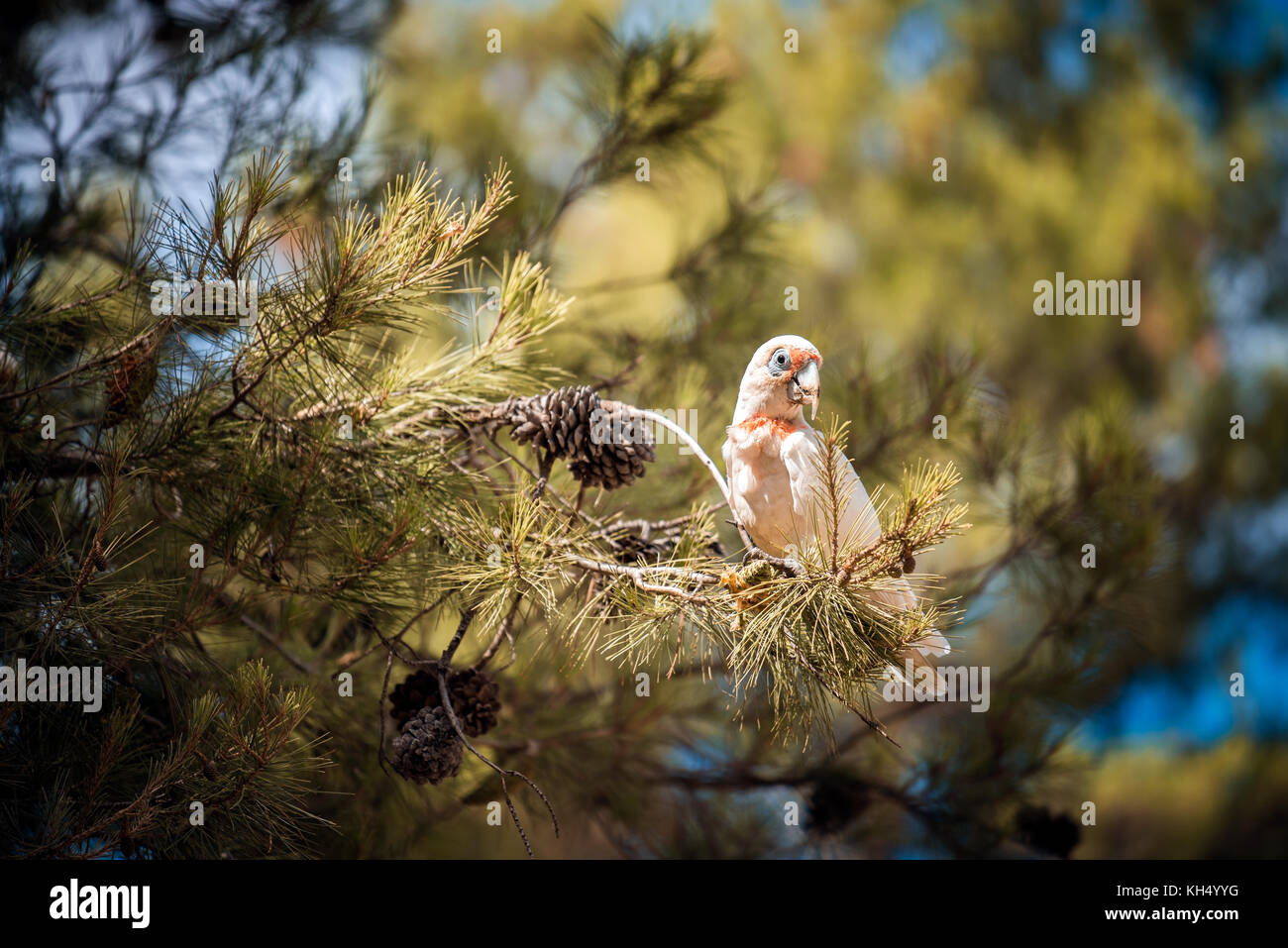 Australian white cockatoo sitting on tree and eating fir-cone Stock Photo